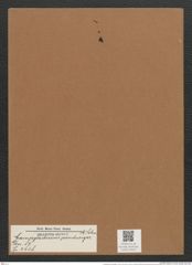 Campylodiscus panduriger A. Schm. (de-Toni-Nr.: Genus 57, Species 2428) Zeichnungen Sammlung Grunow Mappe 02612 (Herbarium_W_Grunow_drawings_Folder_02612)